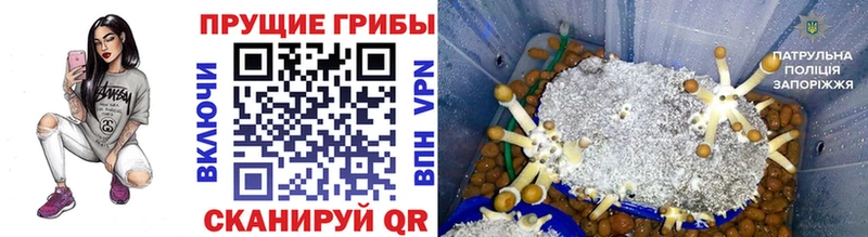Купить закладки  Гусев  Галлюциногенные грибы мицелий 